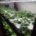EOS-45XL Automatic Hydroponic Grow System (with LED Plant Grow Light) - POA