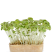 Mustard Cress