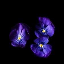 Viola cornuta Azul